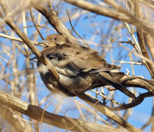 “…truly was a Lonesome Dove.”